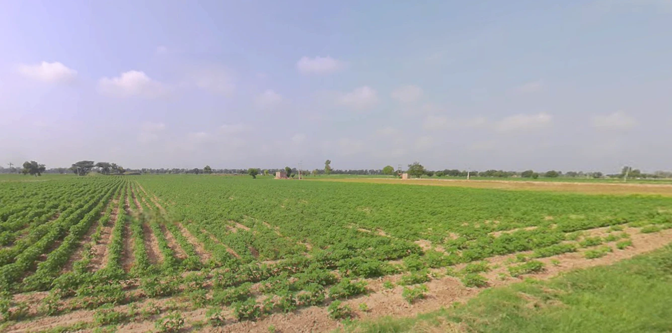 Talwandi Sabo, Punjab 151302, India