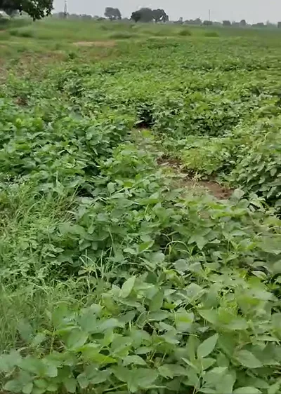 Aroda, Khargone, Madhya Pradesh 451115, India preview 3
