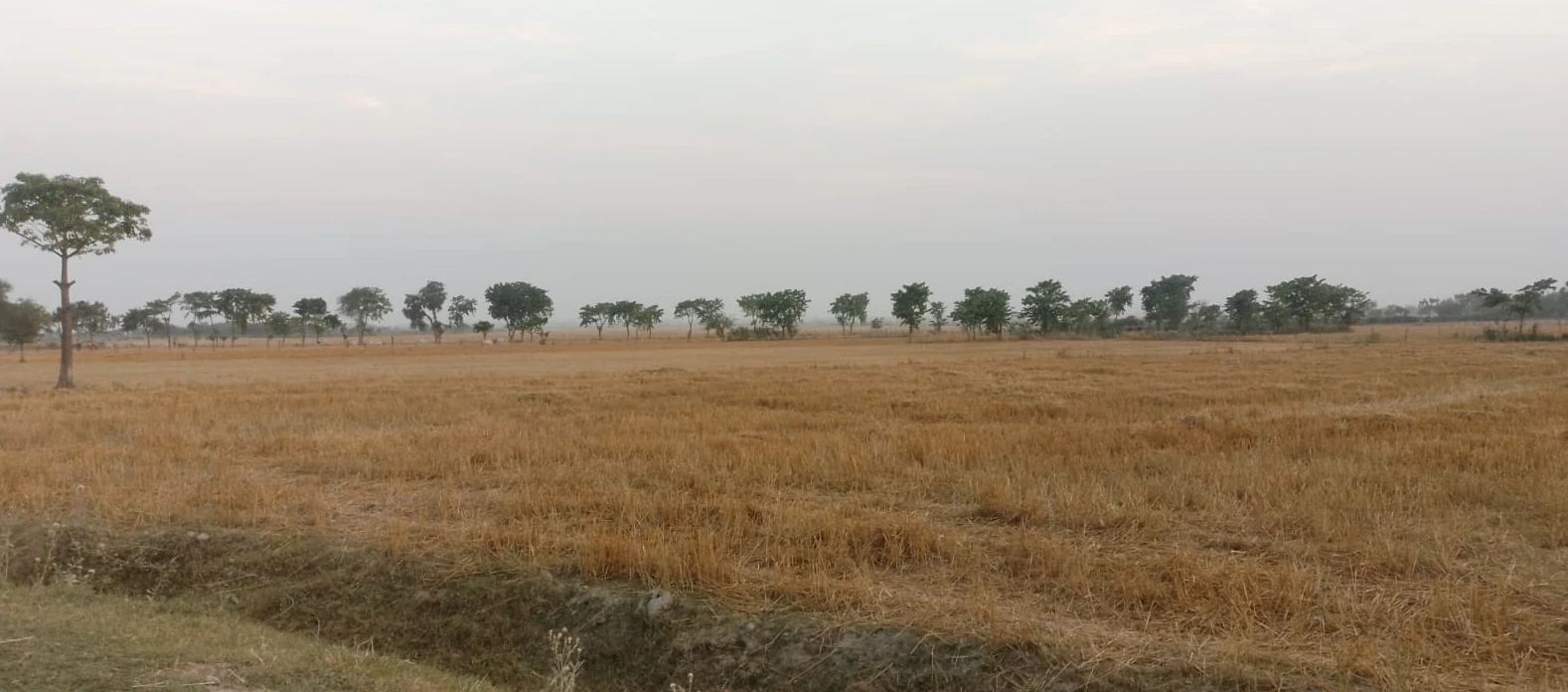 Mangli (Uchi), Ludhiana, Punjab, India