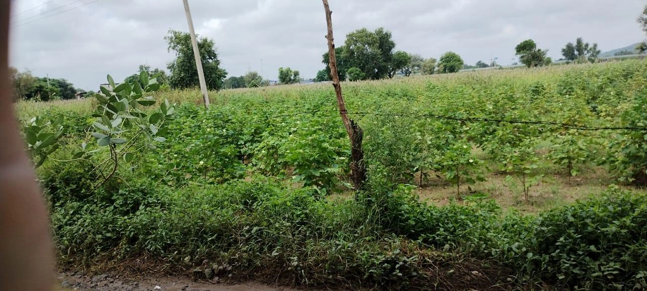 Barodameo, Rajasthan 301021, India