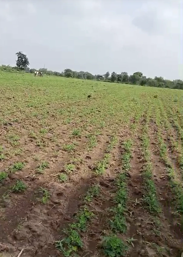 Rayya, Punjab 143112, India