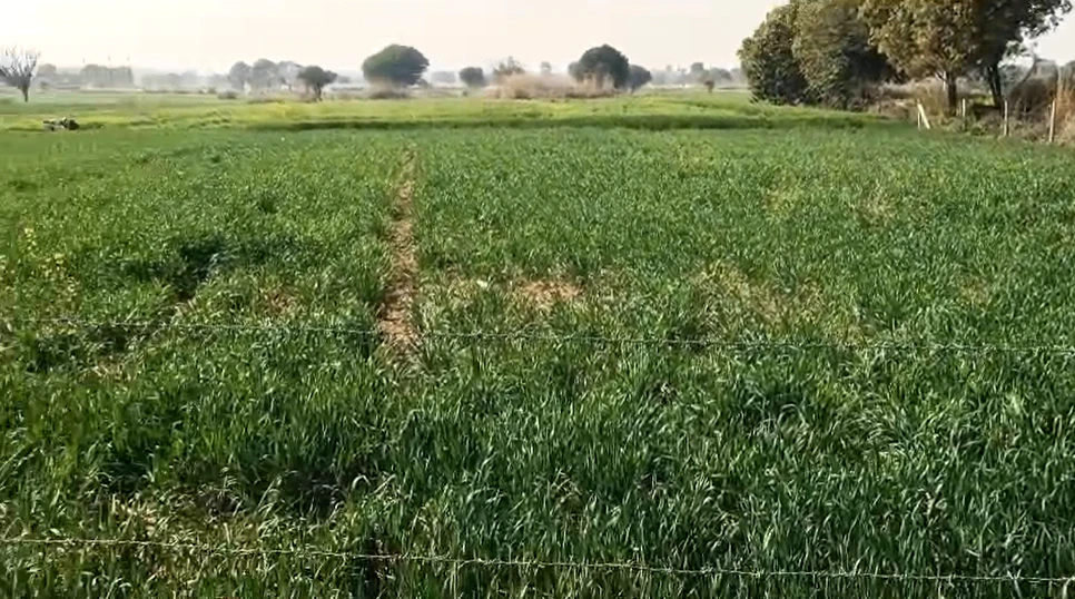 7R93+H7P, Sidhauli - Misrikh Rd, Badi, Uttar Pradesh 261303, India