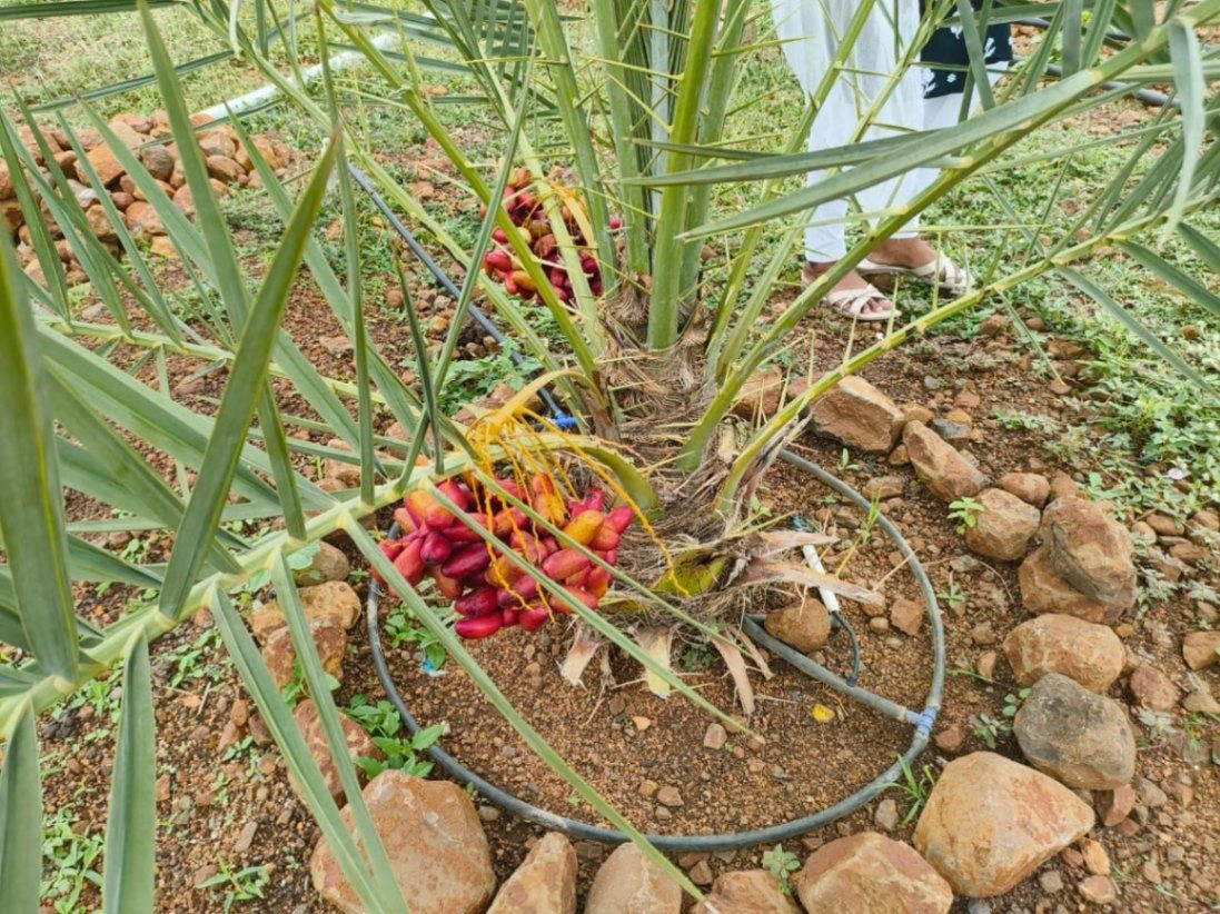Narayankhed (CT), Telangana 502286, India