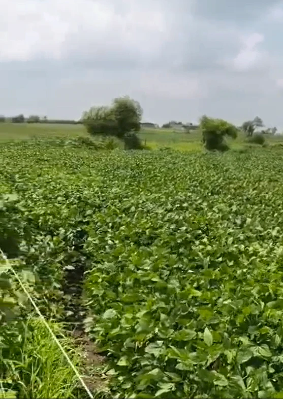Moolikheda, Shajapur, Madhya Pradesh 465001, India