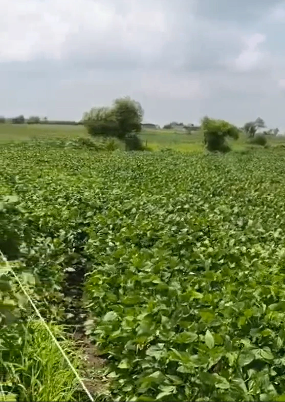 Moolikheda, Shajapur, Madhya Pradesh 465001, India - Photo 3