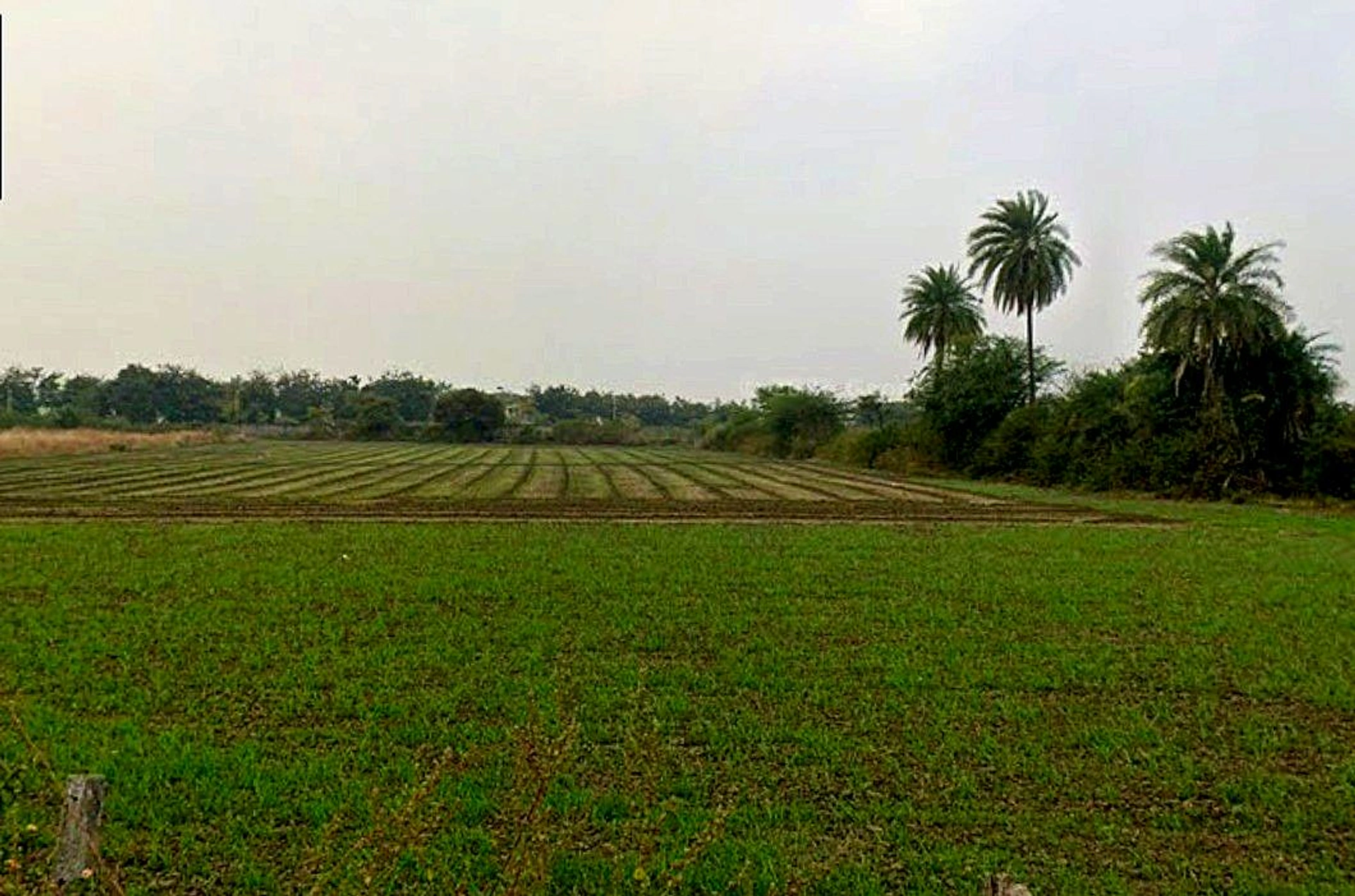 Panod, Madhya Pradesh 453771, India