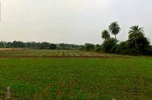 Panod, Madhya Pradesh 453771, India preview 3