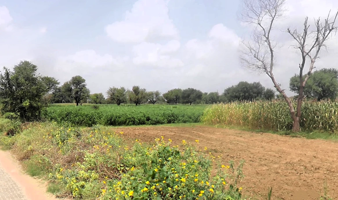 Rewari Road, Ateli Mandi, Hasanpur, Haryana 123021, India
