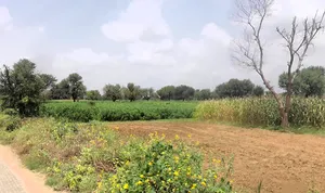 Rewari Road, Ateli Mandi, Hasanpur, Haryana 123021, India preview 3