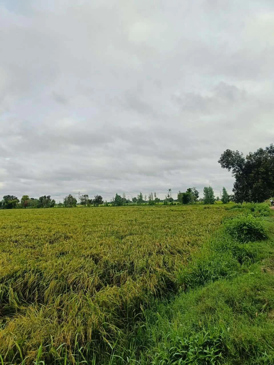Bheema, Mathura, Uttar Pradesh 281204, India