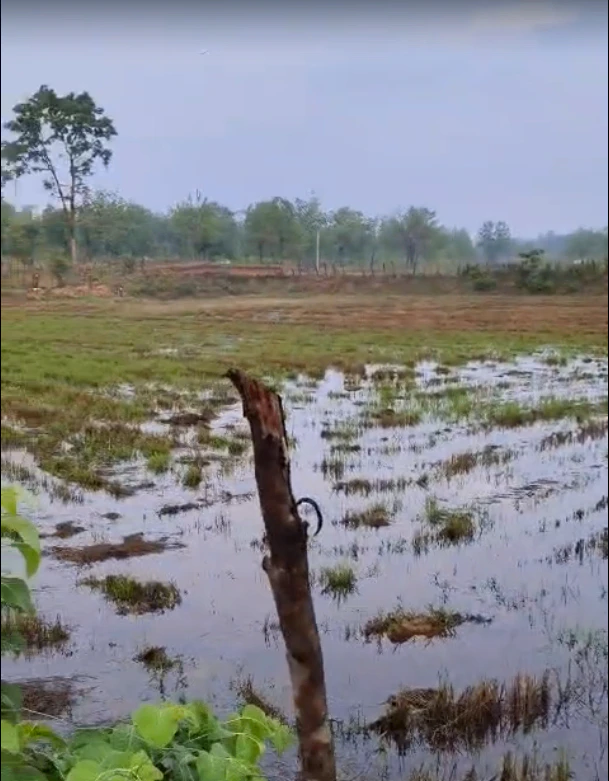 Shrikhandi Bhitta Pashchimi, Sitamarhi, Bihar 843331, India