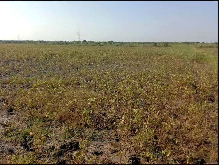 Begumganj, Madhya Pradesh, India