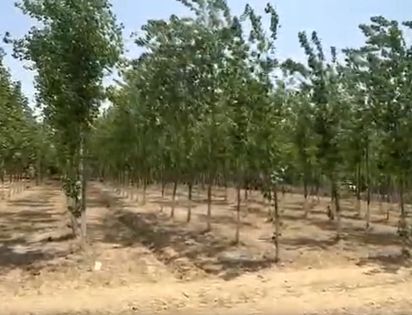 Chatarpur Nakta Khera, Moradabad, Uttar Pradesh 244901, India