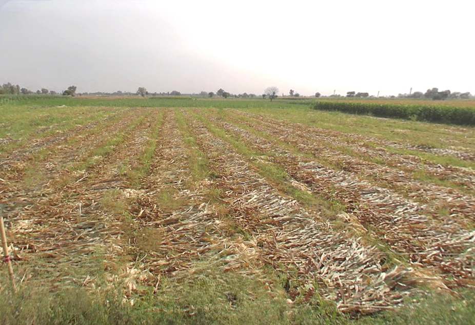 7P7M+96V, Pardalpur, Garhikhanpur, Uttar Pradesh 243723, India