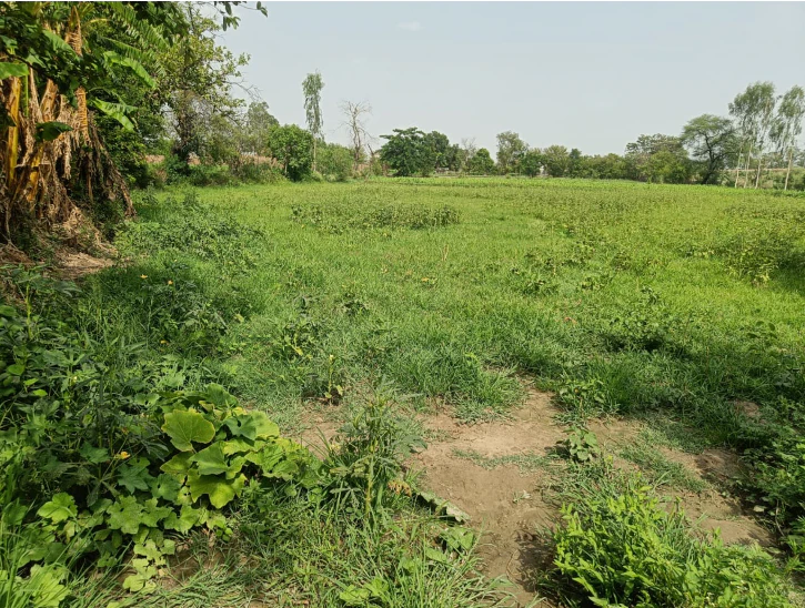 545M+CP Bazpur, Udham Singh Nagar, Uttarakhand, India