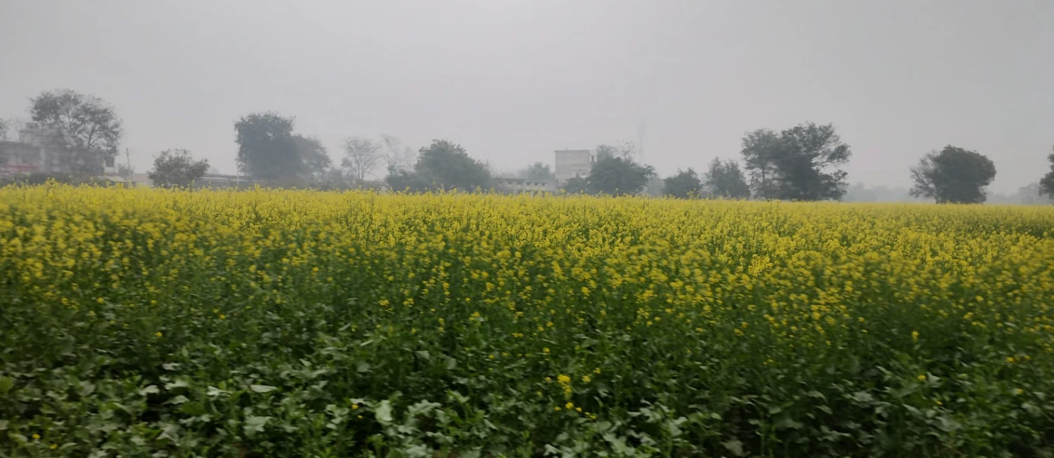 Alawala, Haryana 132036, India