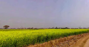 Hadarhera, Rajasthan 301021, India preview 2