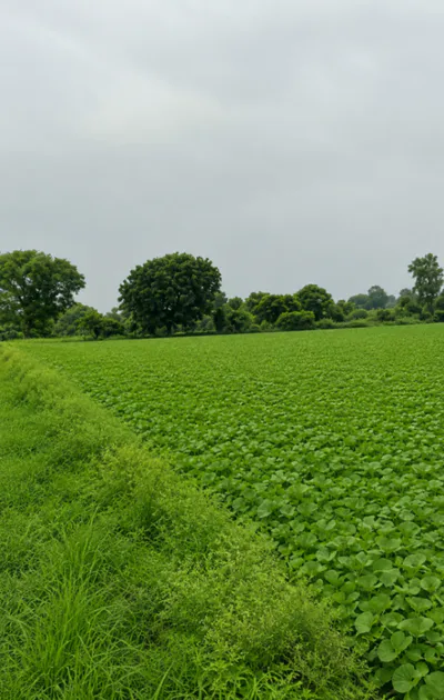 Sultanpur, Raisen, Madhya Pradesh 464986, India preview 3