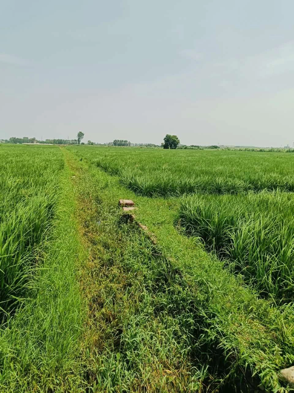 Nawali, Mathura, Uttar Pradesh, India