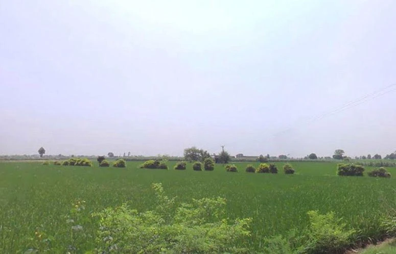 Ajrana Kalan, Haryana 136130, India