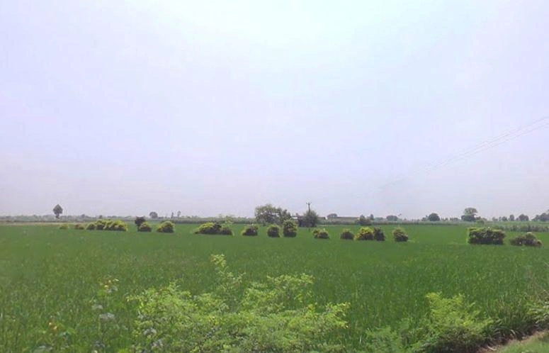 Ajrana Kalan, Haryana 136130, India