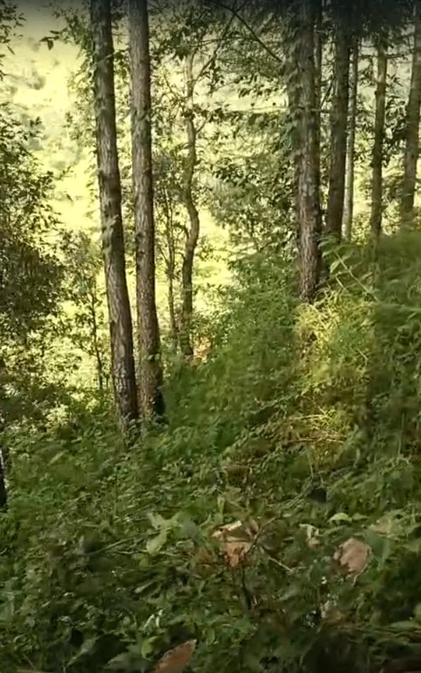 Q9QG+2Q3, Lana Cheta Rd, Kuftu, Kheri Bunal, Himachal Pradesh 173104, India