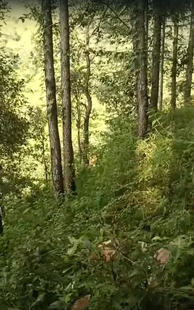 Q9QG+2Q3, Lana Cheta Rd, Kuftu, Kheri Bunal, Himachal Pradesh 173104, India preview 2