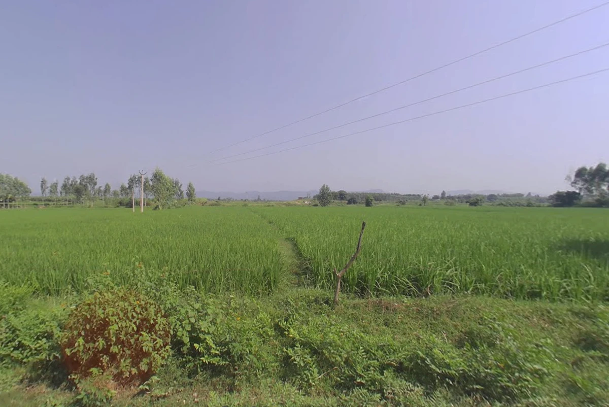 Agricultural Land in Bilaspur/ ranjitpur, Yamunanagar