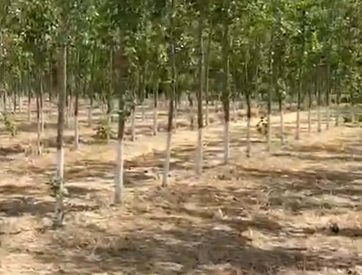 Chatarpur Nakta Khera, Moradabad, Uttar Pradesh 244901, India