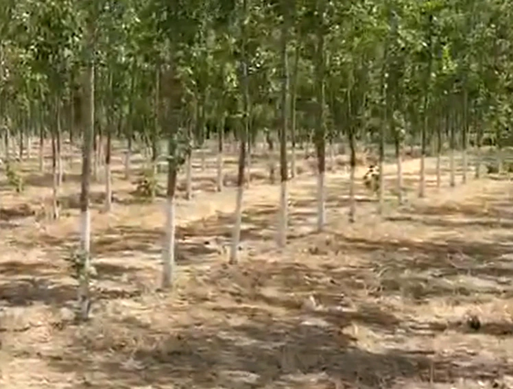 Chatarpur Nakta Khera, Moradabad, Uttar Pradesh 244901, India - Photo 3