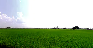 Rajpura, Punjab, India preview 3