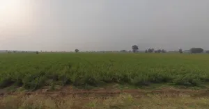 Lakadiya, Gujarat, India preview 3