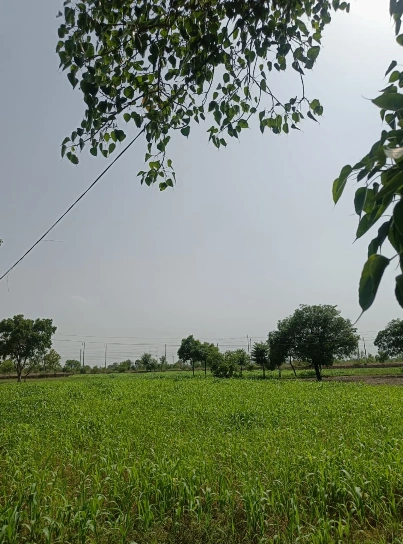 HJ67+99 Kandela, Sagar, Madhya Pradesh, India