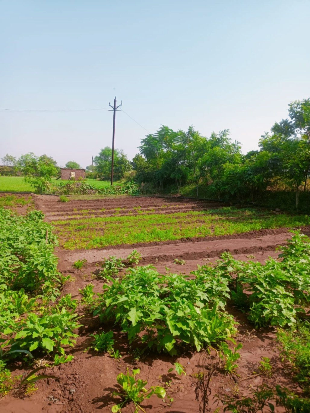 Sironj, Madhya Pradesh 464228, India