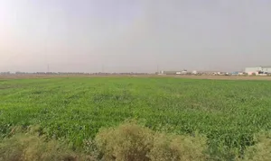 Faridpur, Haryana 125103, India preview 2