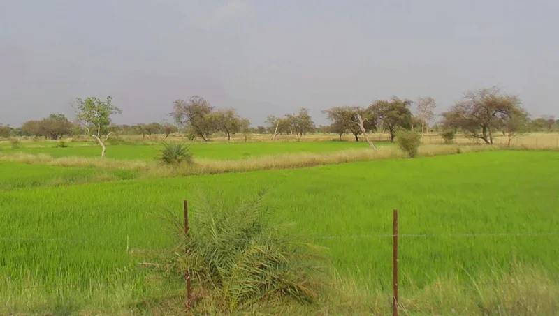 Sungera, Chhattisgarh 493221, India preview 2