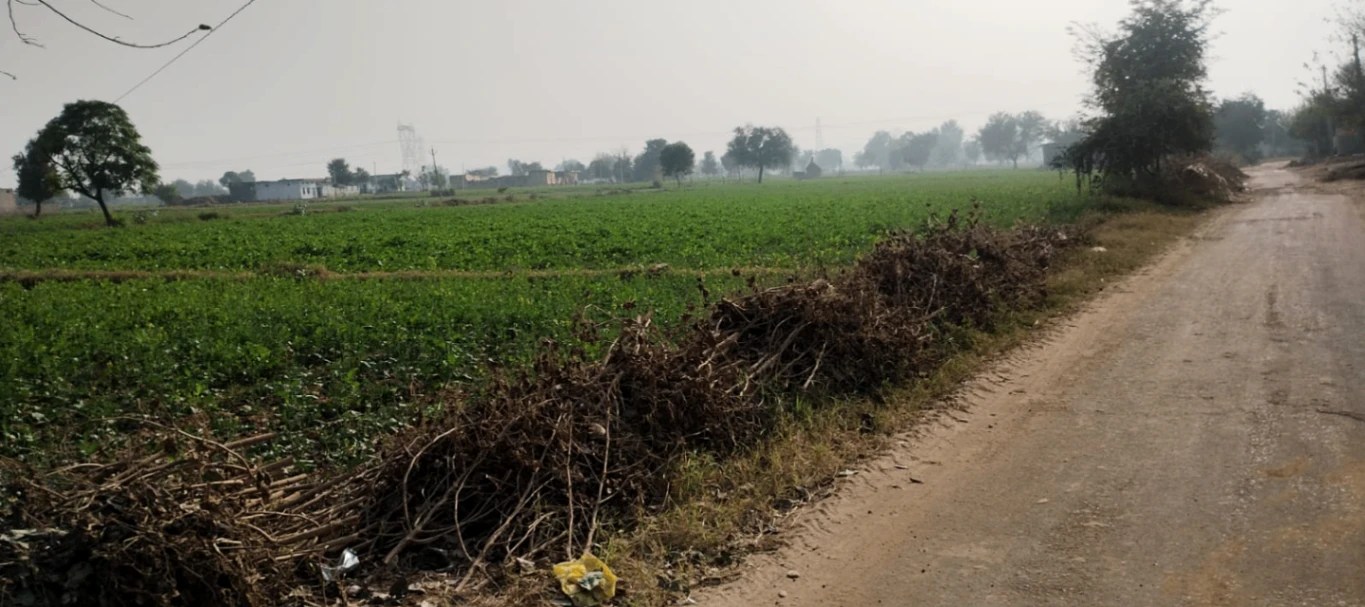 Harpur Bhindi, Bihar, India