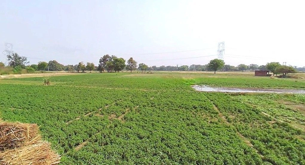 Pipraich, Uttar Pradesh, India