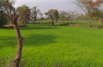 Basin, Chhattisgarh 491340, India preview 3
