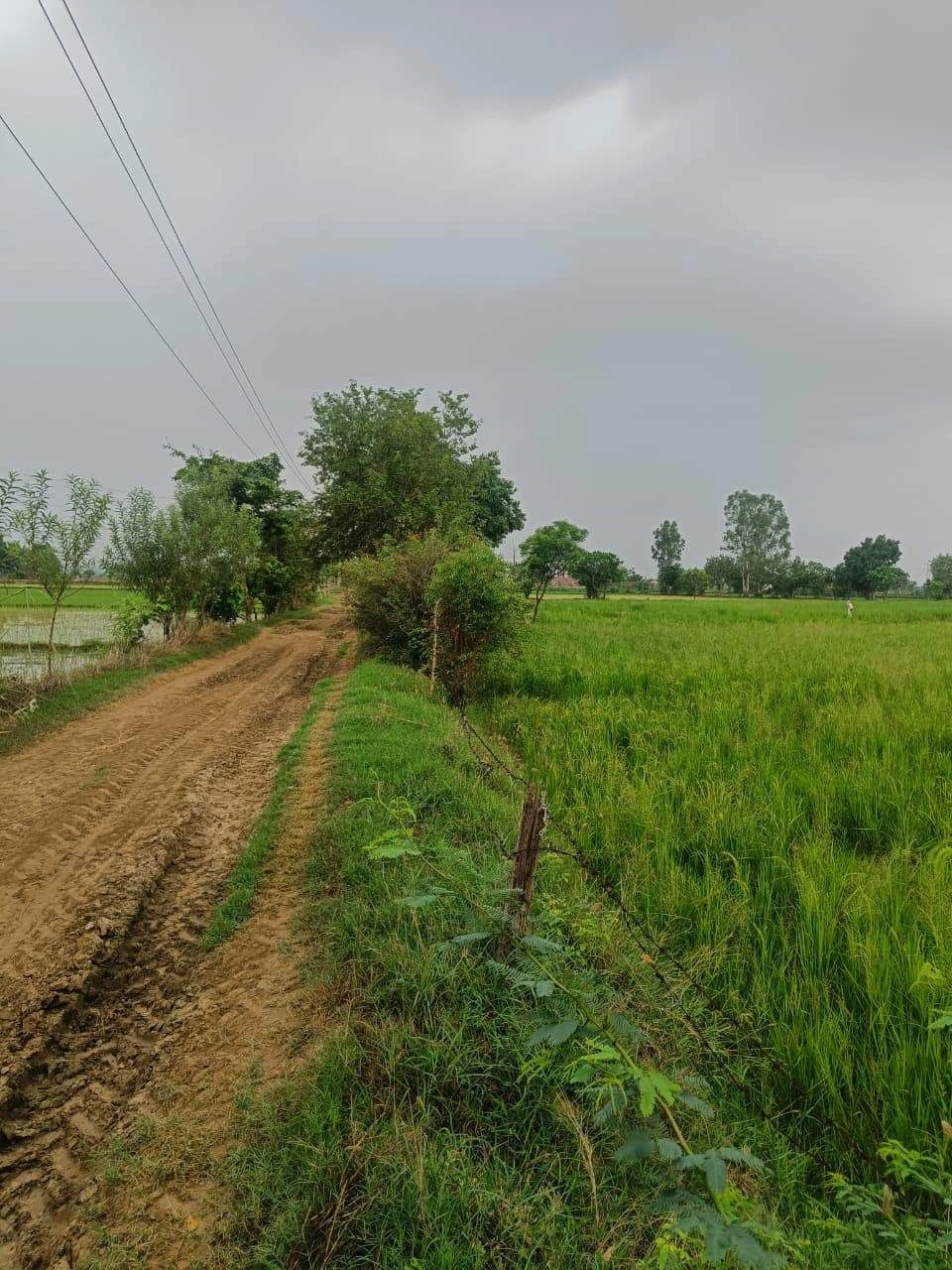 Bukharari, Mathura, Uttar Pradesh, India