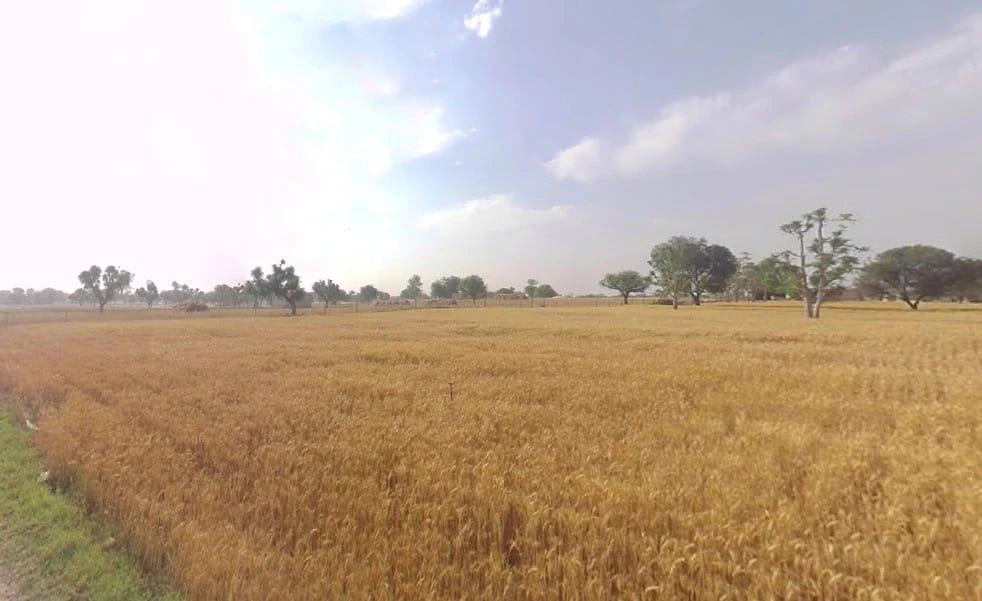 8FX2+FRG, Abhawas, Rajasthan, India