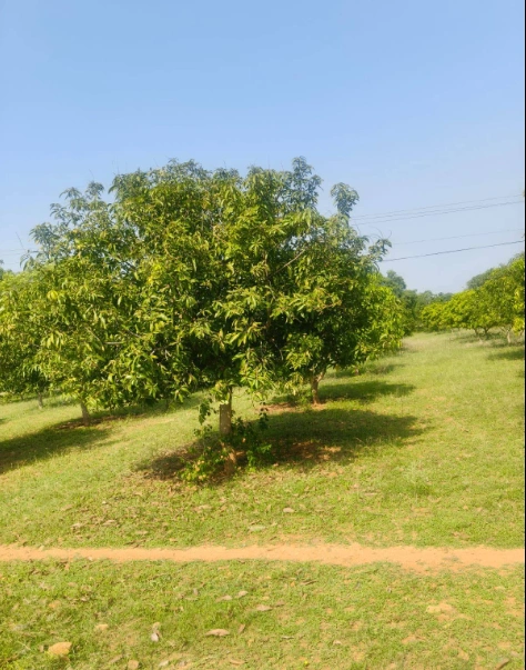 PW7P+F95, Morbi, Dhuva, Gujarat 363623, India