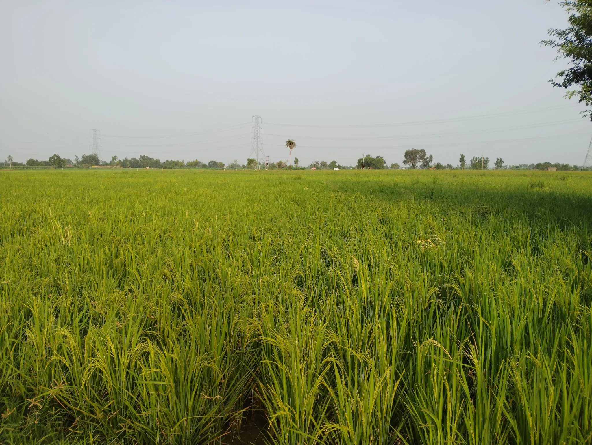 Ganwari, Uttar Pradesh, India - Photo 3