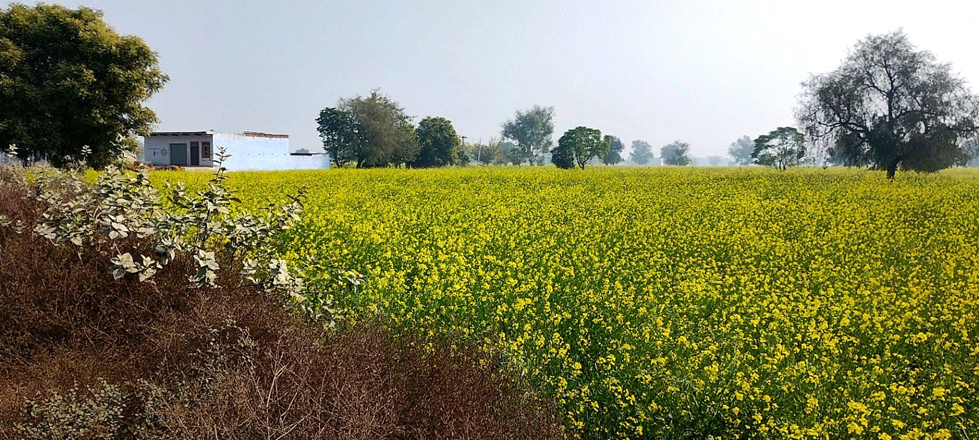 Barodameo, Rajasthan 301021, India