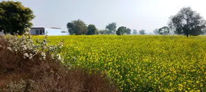 Barodameo, Rajasthan 301021, India preview 2