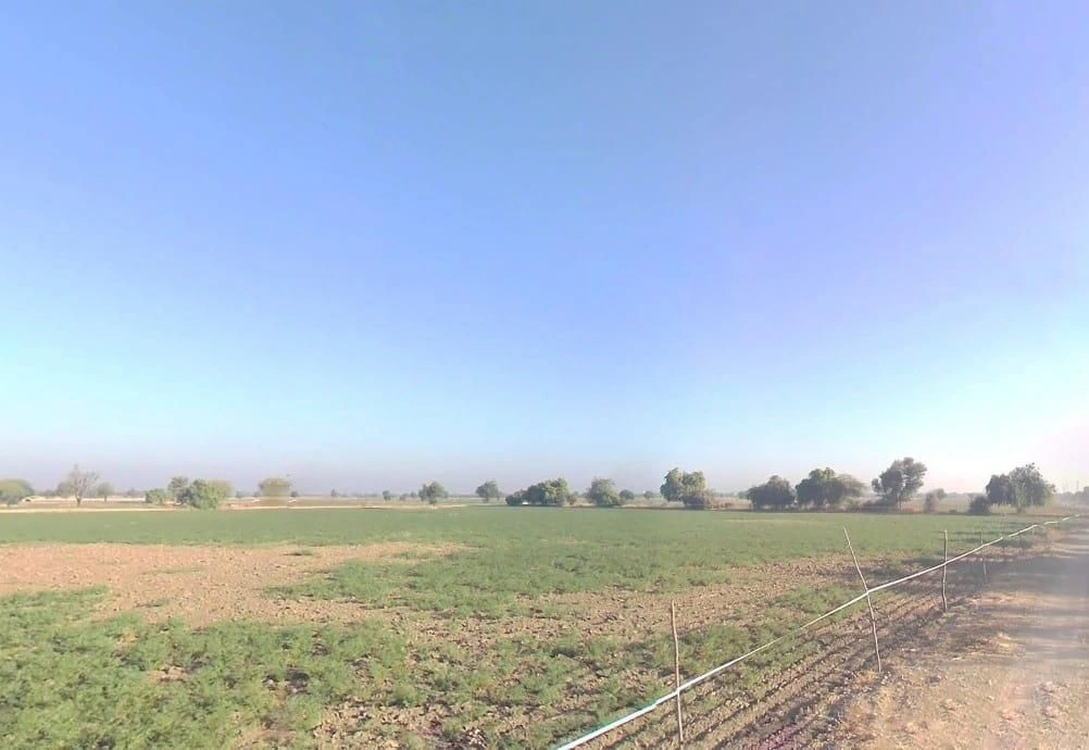 954, आम चोराया बान्डाई, बंदी, राजस्थान 306421, India