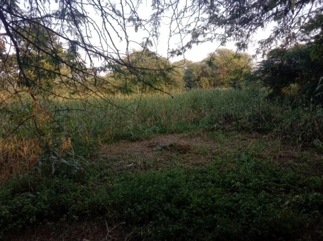 QH2P+CFM, Junglee Mohal, West Bengal 735234, India