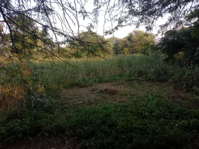 QH2P+CFM, Junglee Mohal, West Bengal 735234, India preview 3