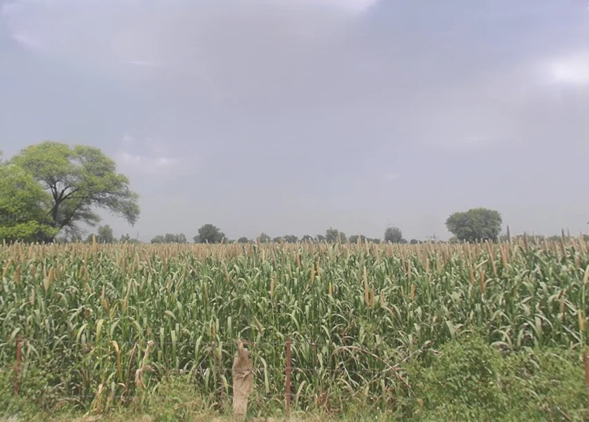 Mala Khera, Rajasthan 301406, India