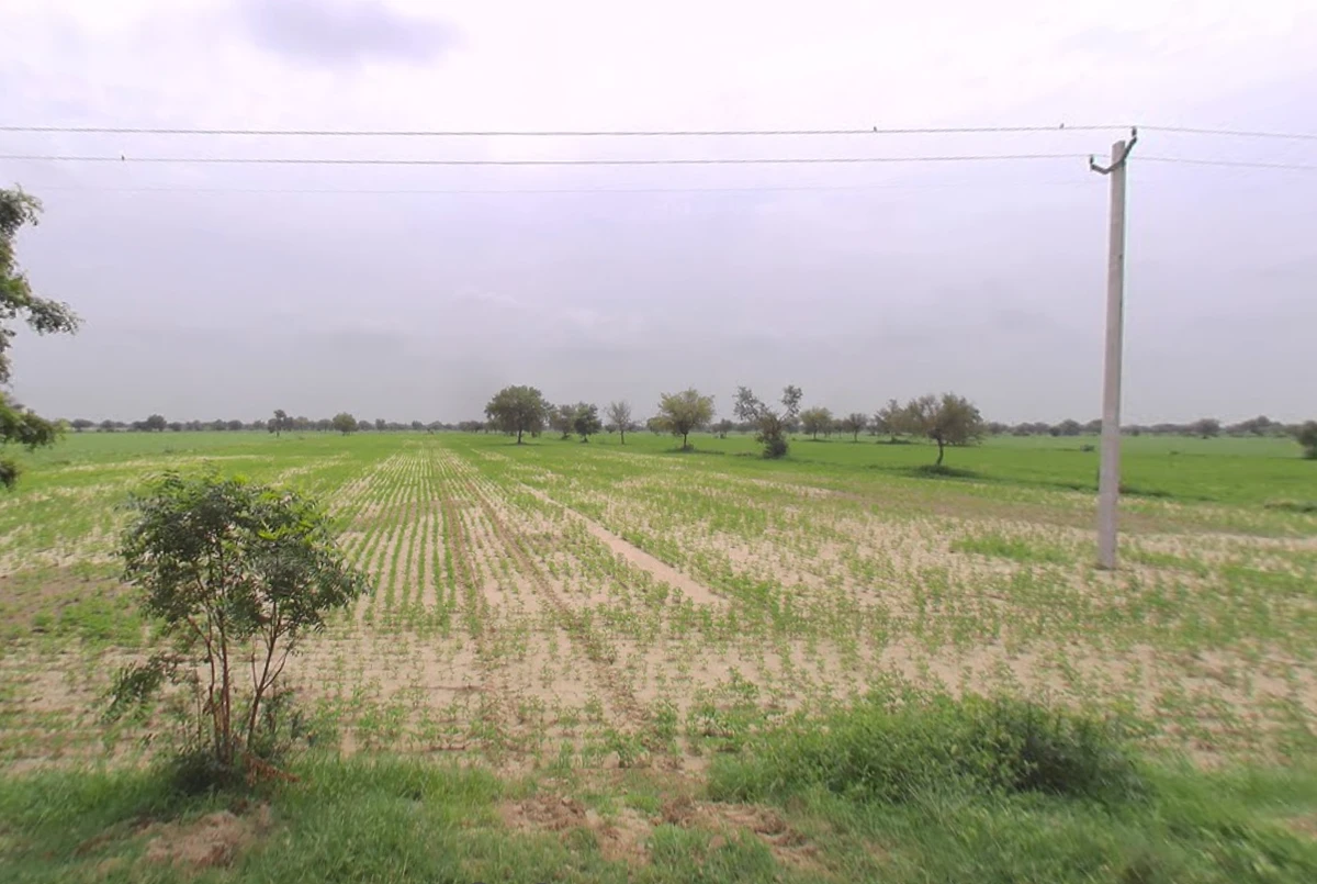 Budak, Haryana 125004, India